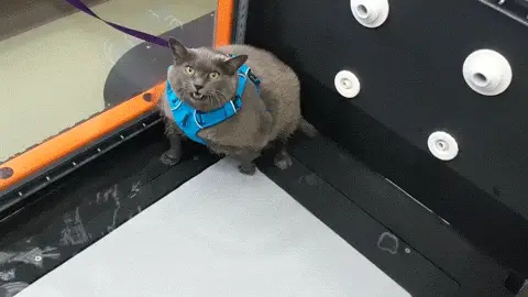 肥猫游戏解说百家号_玩肥猫手机游戏怎么样_肥猫玩手机游戏