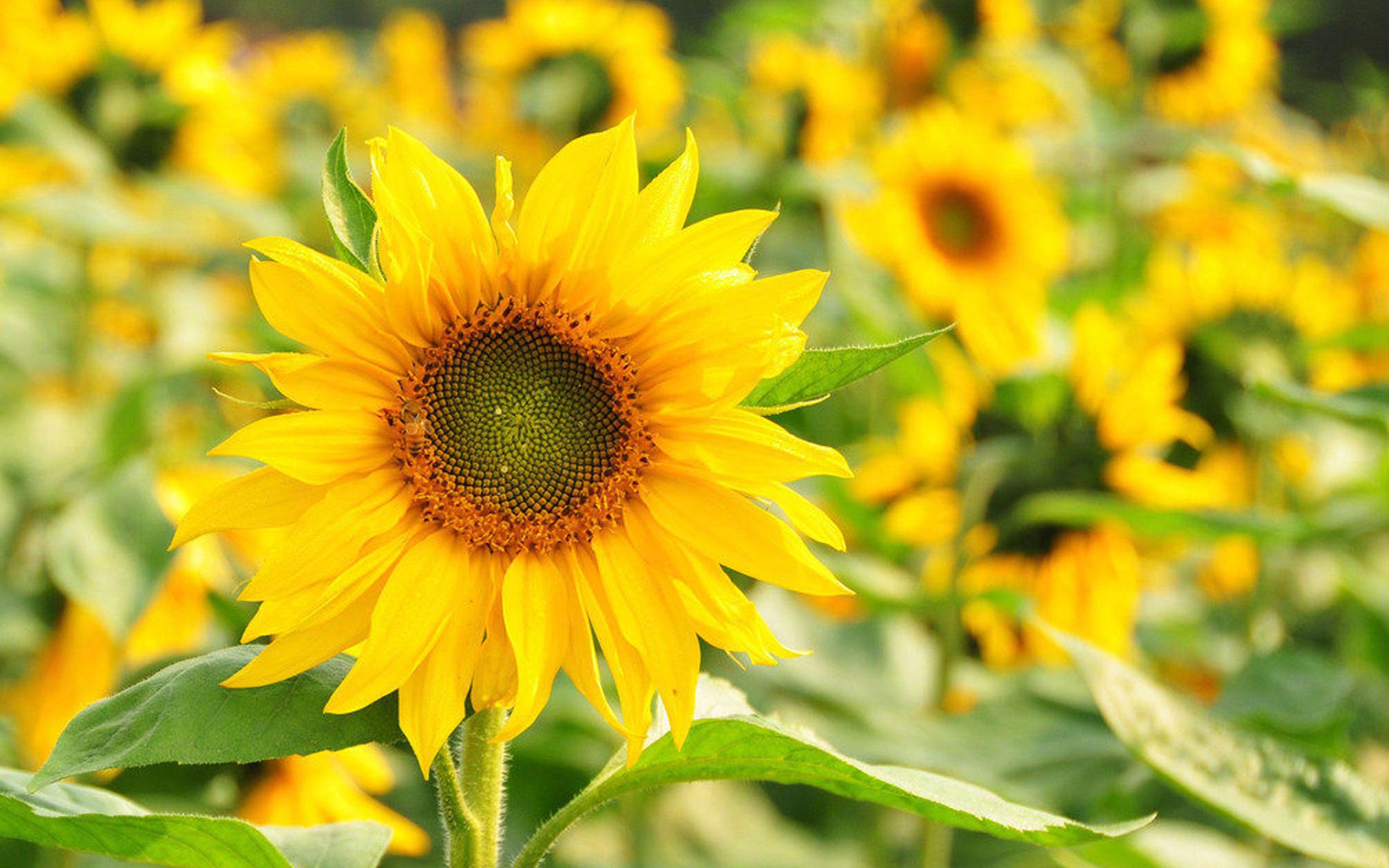 普露_露西_露娜用孙悟空的金箍棒奖励自己