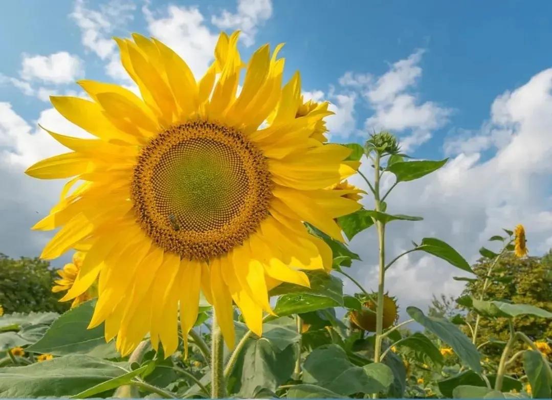 普露_露西_露娜用孙悟空的金箍棒奖励自己