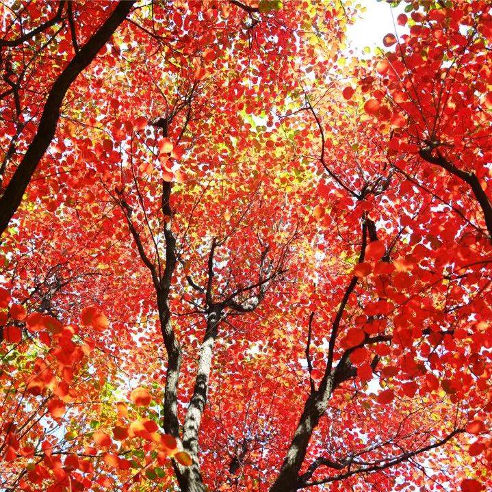 猎头者_猎头者_猎头者