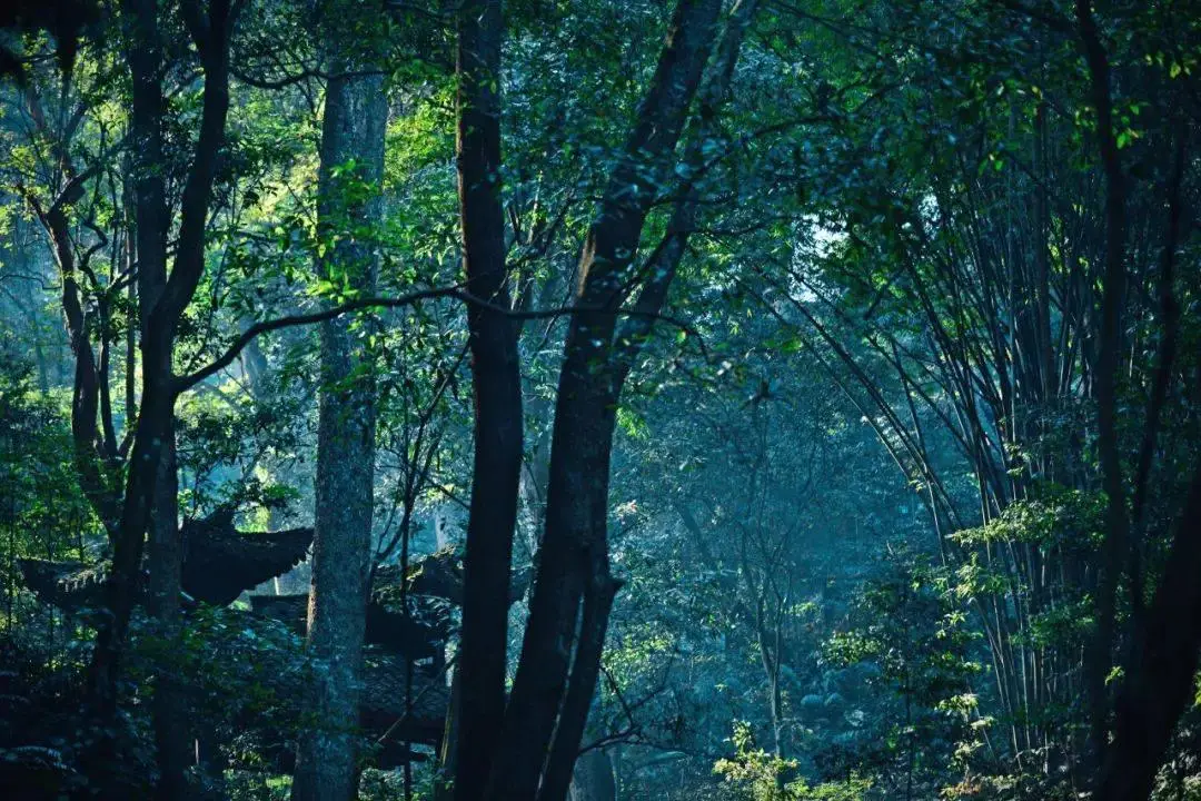 鹿夜奋战什么意思_夜鹿_鹿夜宿山寺