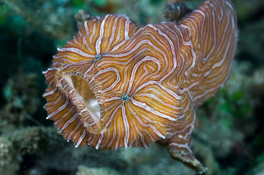 深海迷航海虾号深潜模块怎么做_深海迷航海虾号_深海迷航海虾号深潜模块