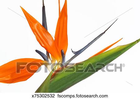 手机游戏star攻略_stamen手机游戏_手机游戏手游