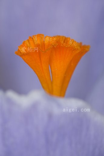 stamen手机游戏_手机游戏手游_手机游戏star攻略