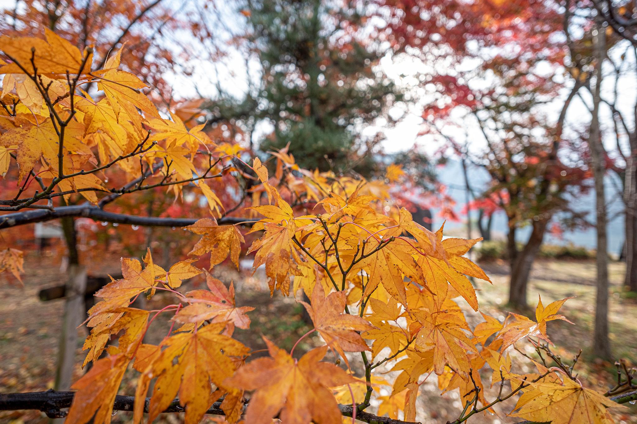 高岭响_高岭响_高岭响
