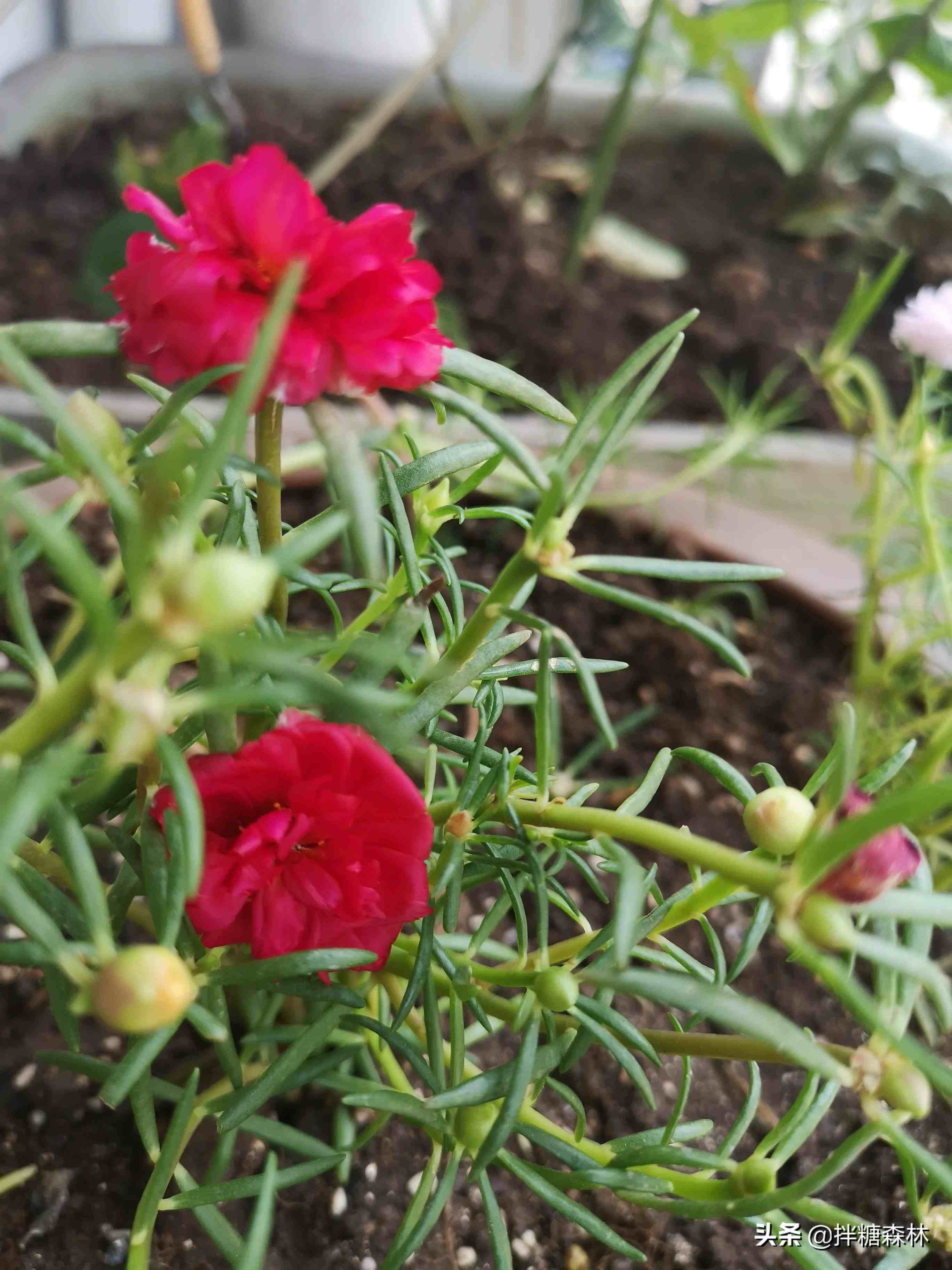 点痣后多久能玩手机游戏_点完痣经常面对手机_点痣能不能玩手机