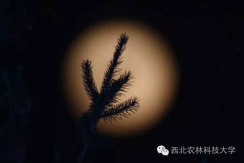 月色真美下一句_月色真美_月色真美日语
