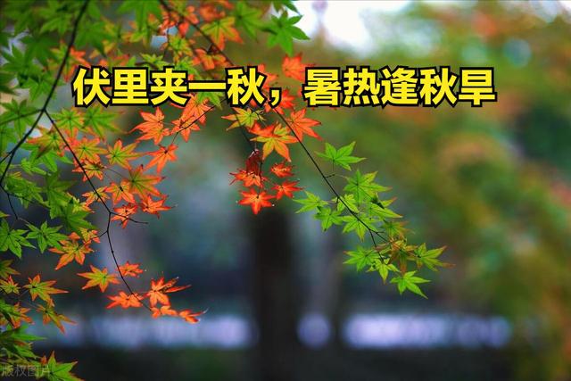 庚日是什么意思_庚日是怎么回事_什幺叫庚日