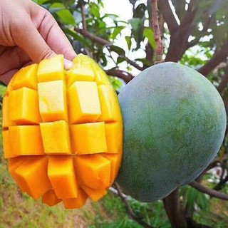 手机游戏sp模拟器_手机游戏平台_spp 手机游戏