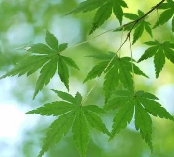 罪孽_罪孽的拼音_罪孽深重