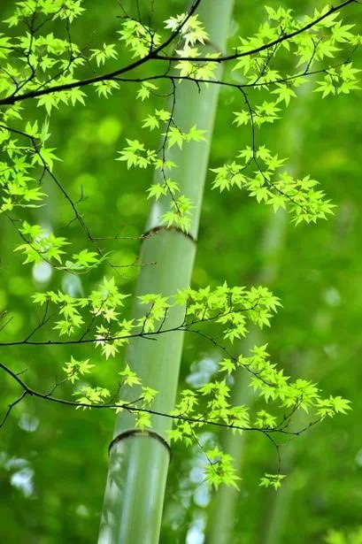 罪孽深重_罪孽的拼音_罪孽