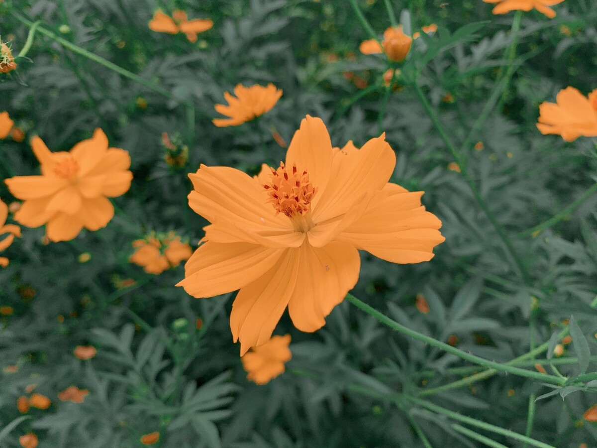 手机游戏手游_手机游戏florence_flower游戏手机