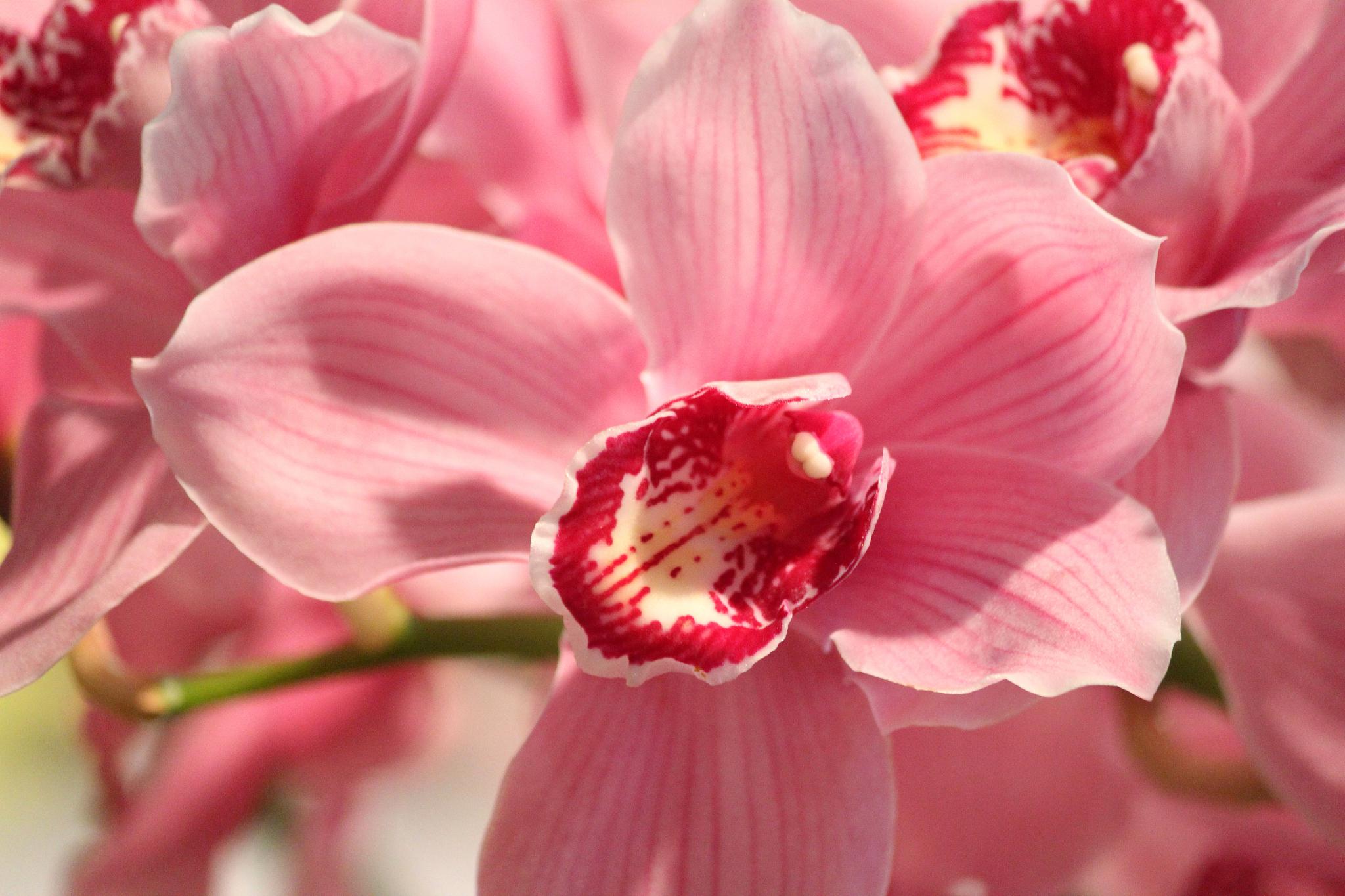 国家建委是什么_国家建委_国家建设局