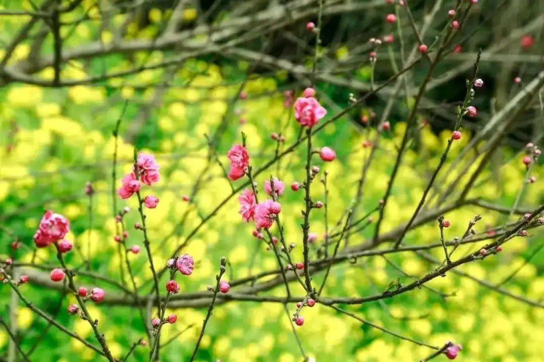 木崎实花春原未来_春分开什么花_姚花春