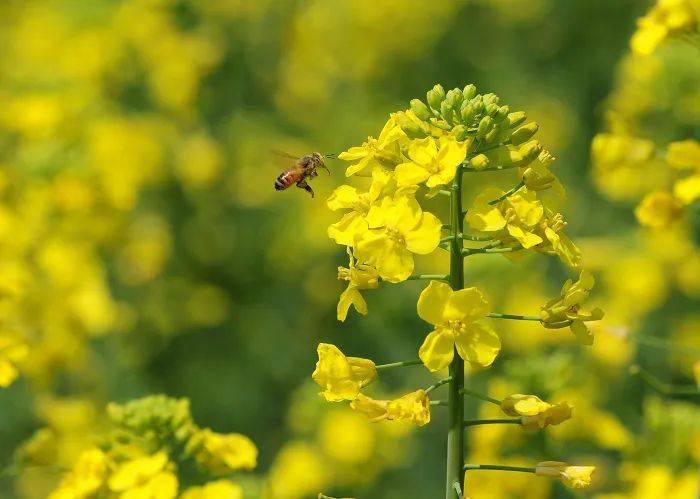 春分开什么花_姚花春_木崎实花春原未来