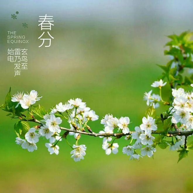 木崎实花春原未来_姚花春_春分开什么花
