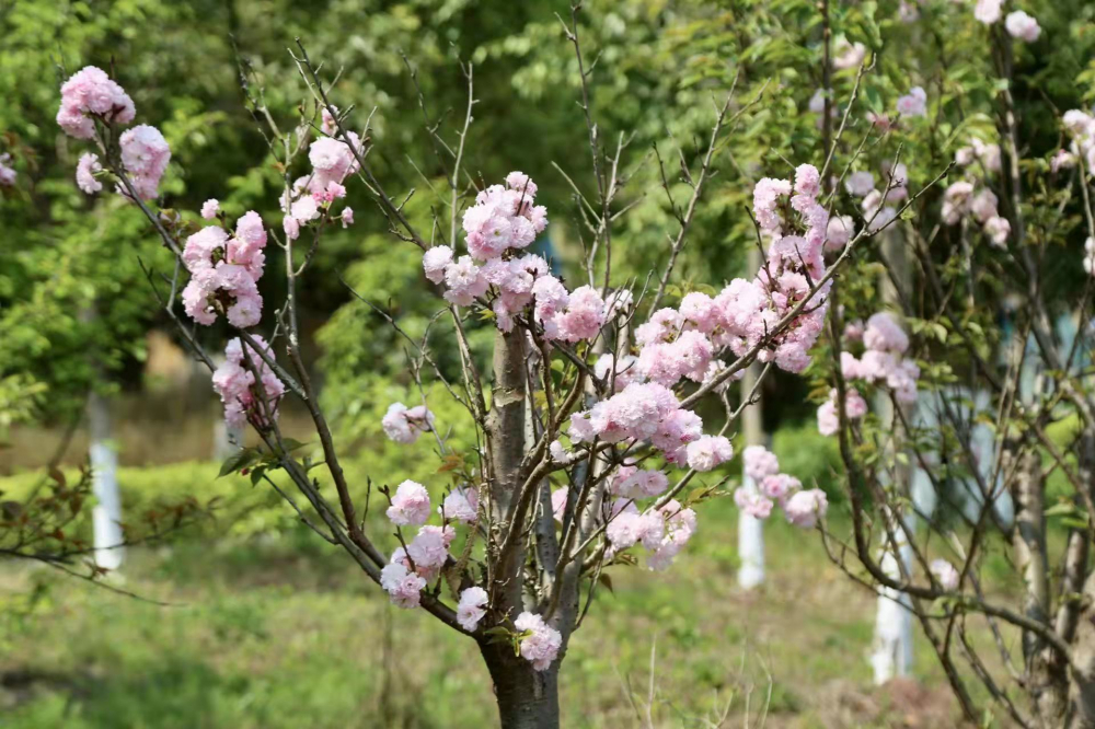 春分开什么花_姚花春_木崎实花春原未来