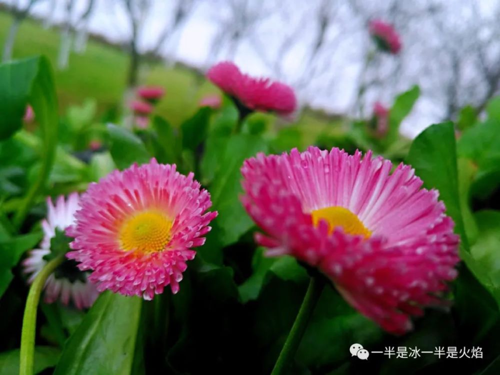 木崎实花春原未来_春分开什么花_姚花春