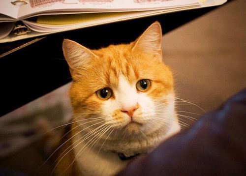 玩发陈手机游戏怎么玩_玩发陈手机游戏的软件_陈一发玩的手机游戏