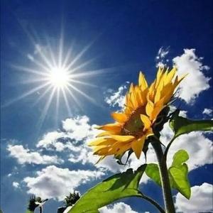 卯花图片_卯之花_卯花是什么意思