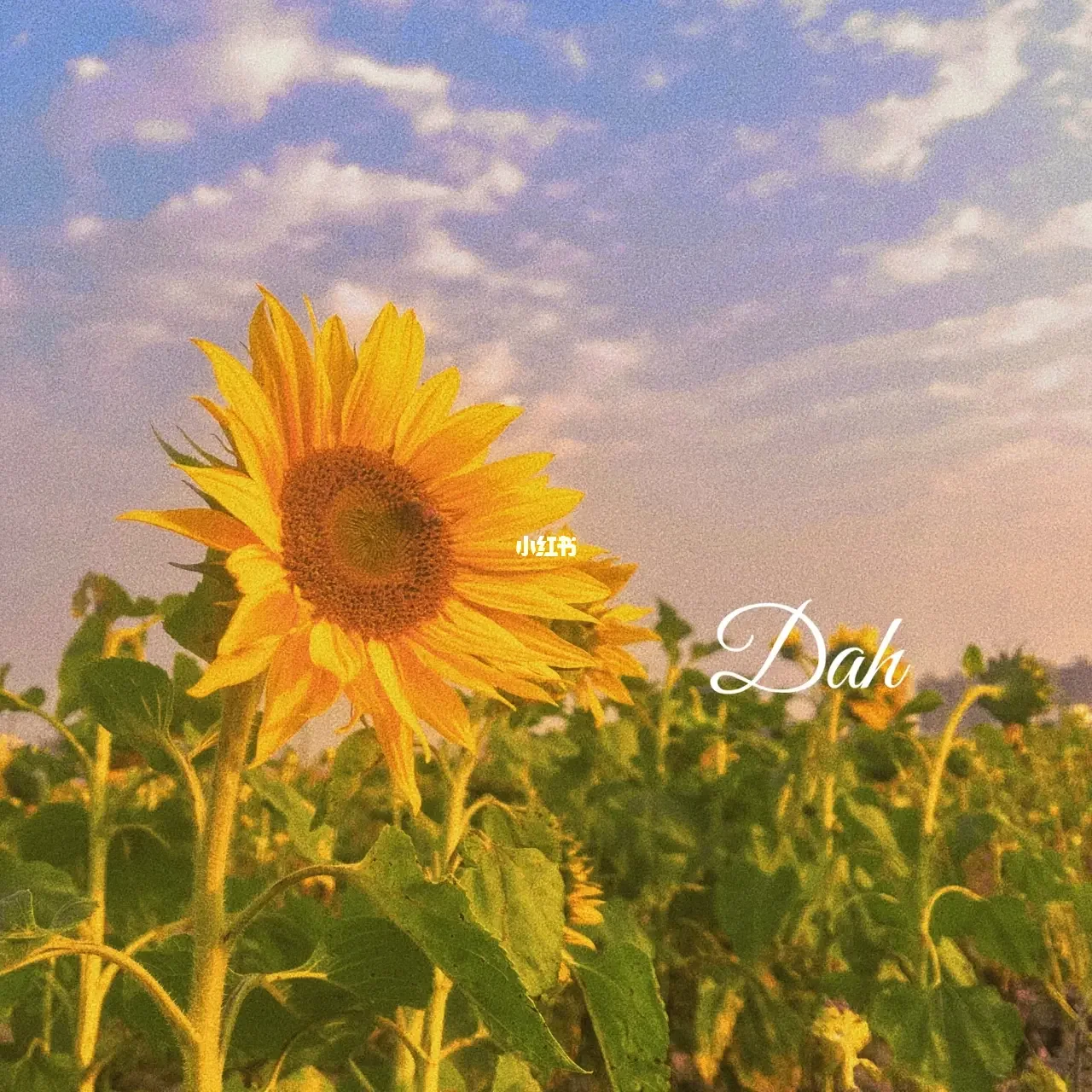 哈尼十月年_2019年9月18日_月日年还是日月年