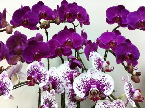 手机单机经营游戏排行_单机游戏如何经营手机游戏_游戏单机经营手机软件