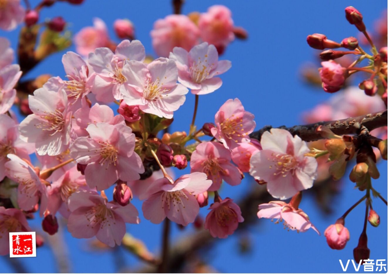 樱屋敷薰台词_樱屋敷薰多大_樱屋敷薰