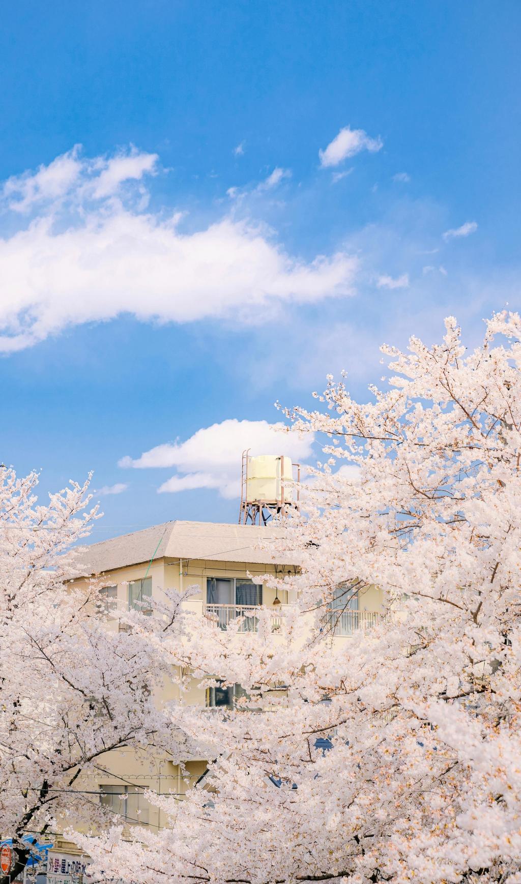 樱屋敷薰台词_樱屋敷薰多大_樱屋敷薰