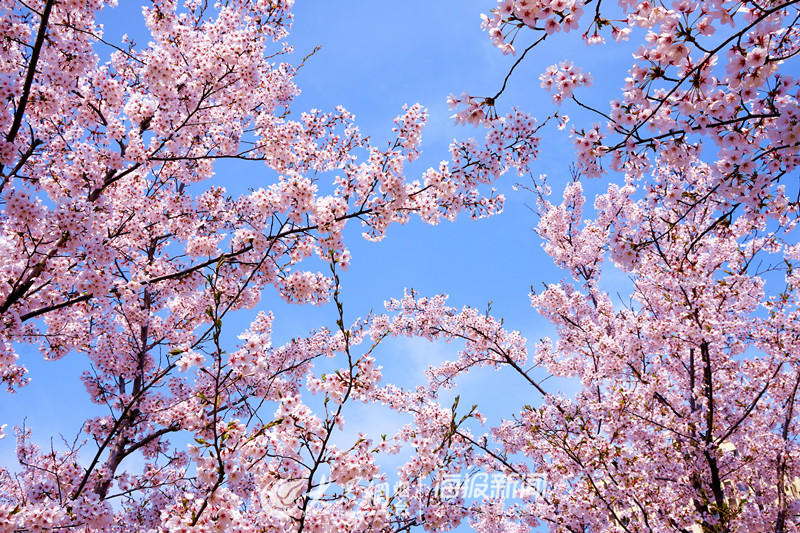 樱屋敷薰多大_樱屋敷薰台词_樱屋敷薰