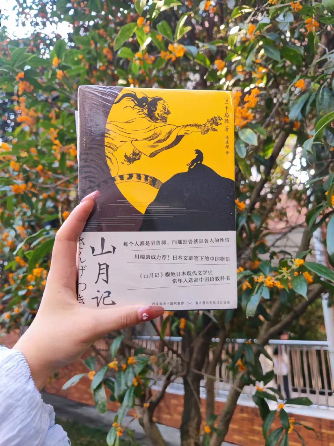 月桂树苗多少钱一棵_月桂树的寓意和象征_月桂树