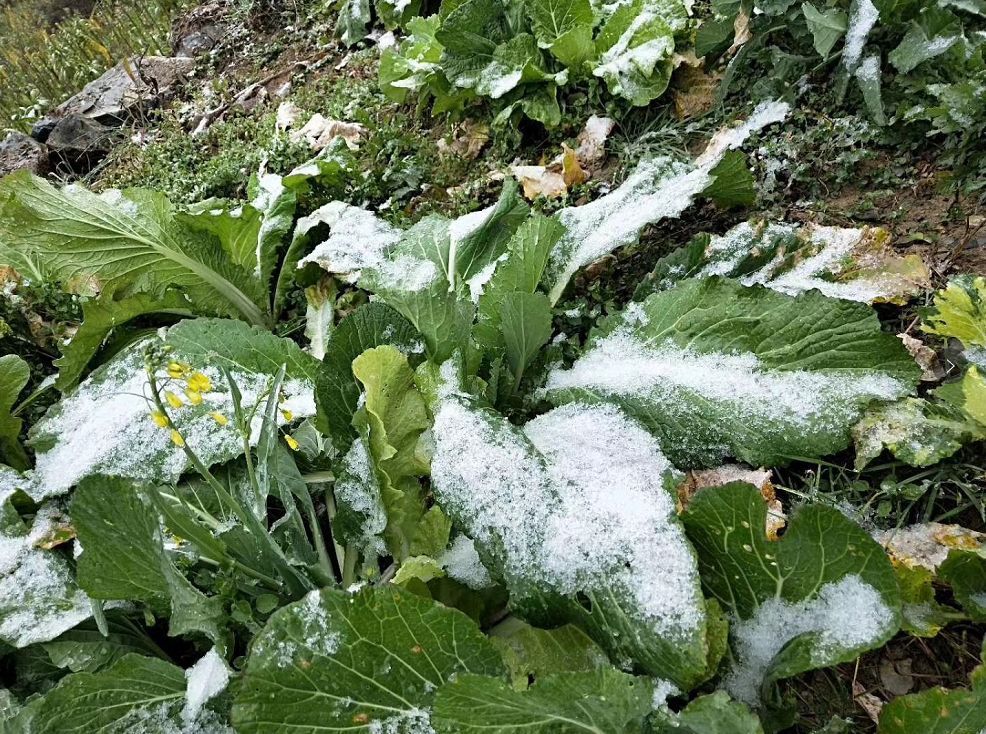 今年冬天又下雪了_下雪冬今年天气如何_今年冬天下雪吗