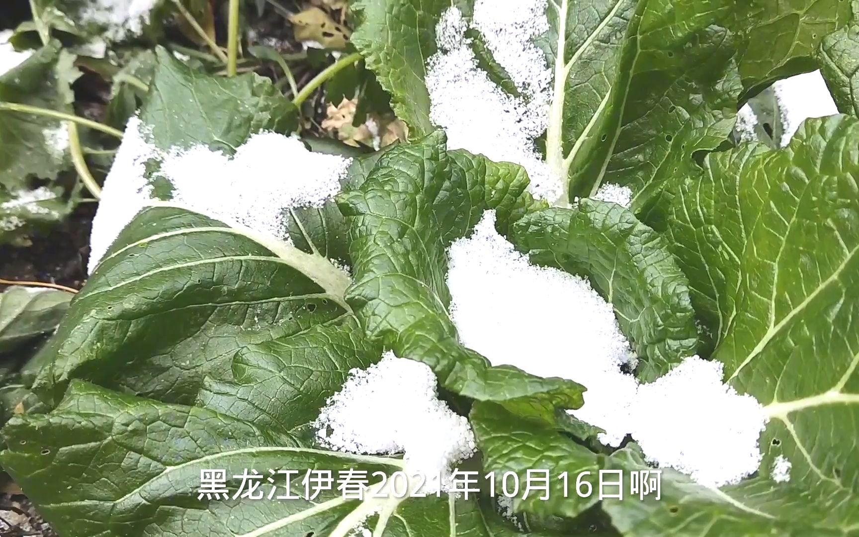 今年冬天下雪吗_下雪冬今年天气如何_今年冬天又下雪了