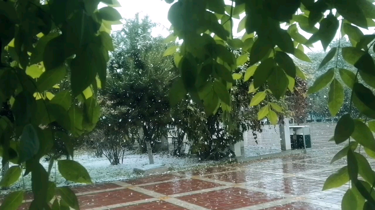 今年冬天下雪吗_下雪冬今年天气如何_今年冬天又下雪了