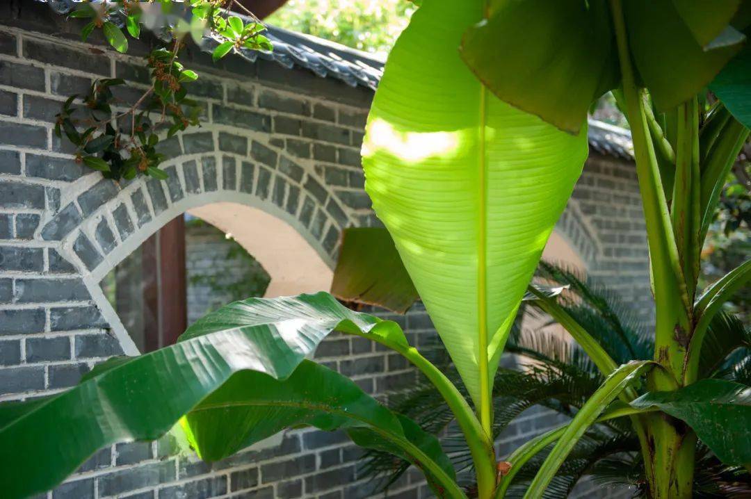 日月照耀金银台是什么意思_日光照耀金银台_日月照耀金银台上一句
