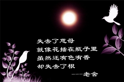 智齿电影天堂：疲惫心灵的慰藉，情感寄托的避风港