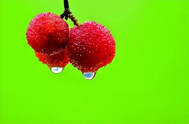 芒种象征_芒种的代表花_芒种代表人生的寓意