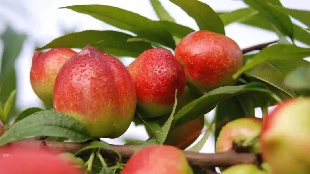 芒种象征_芒种代表人生的寓意_芒种的代表花