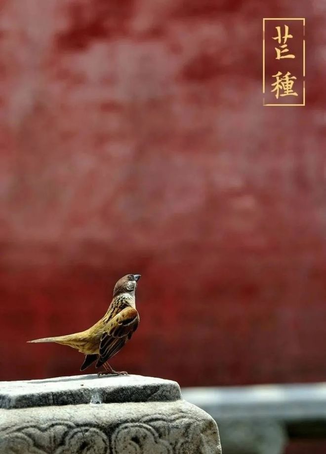 芒种象征_芒种代表人生的寓意_芒种的代表花