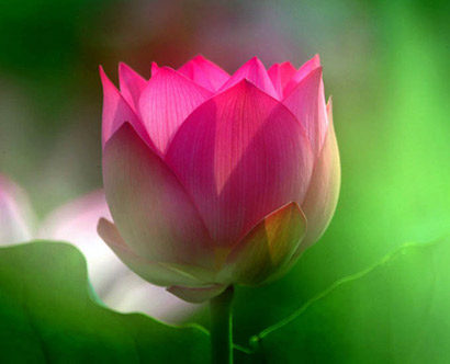 笠木香家防_笠木一香_笠木一香