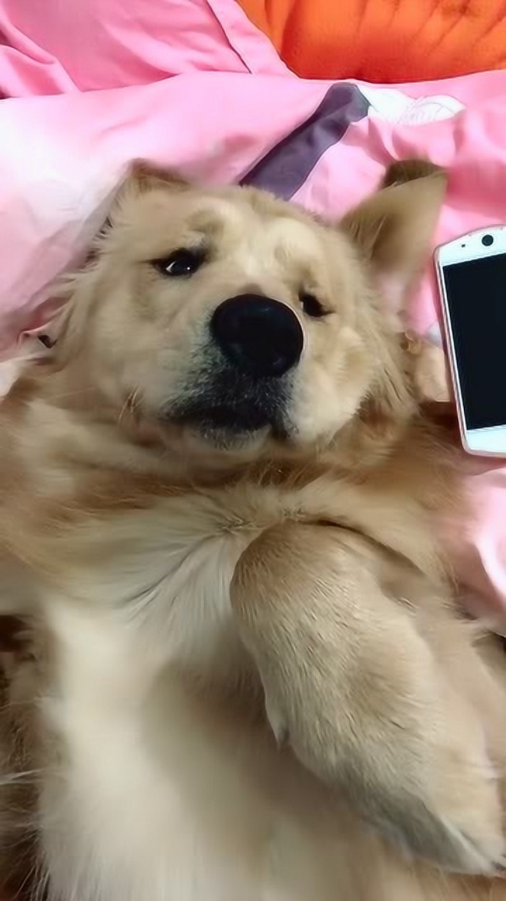 狗狗大全图片带名字品种名称_狗狗玩手机游戏大全图片_狗狗大全狗狗图片