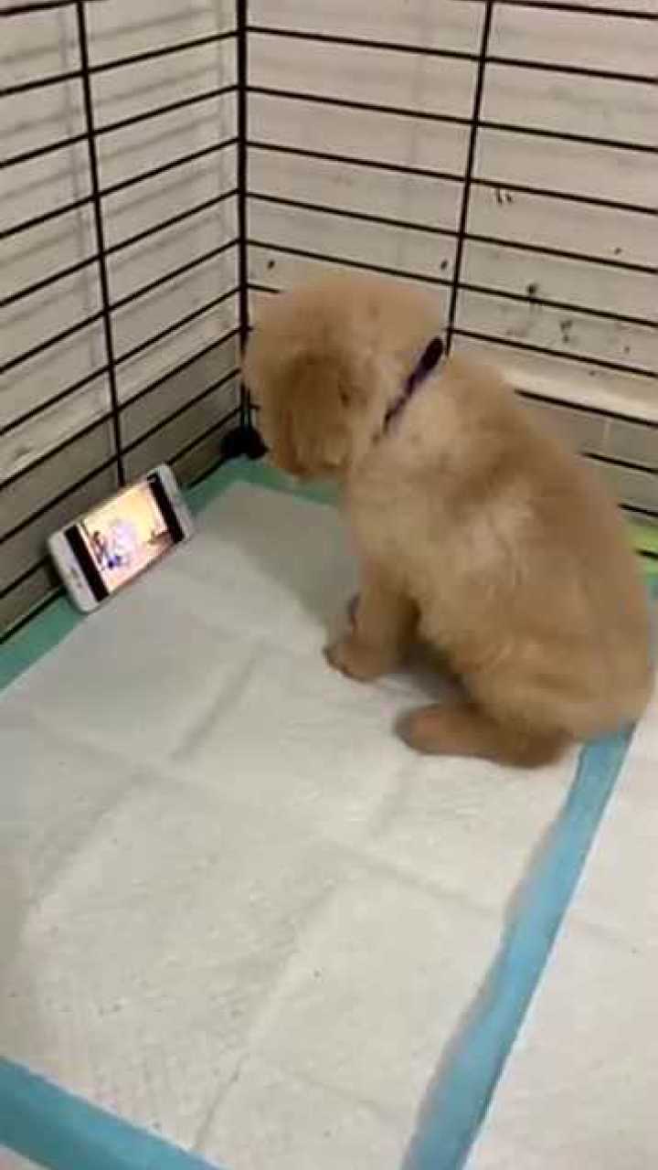 狗狗大全狗狗图片_狗狗玩手机游戏大全图片_狗狗大全图片带名字品种名称