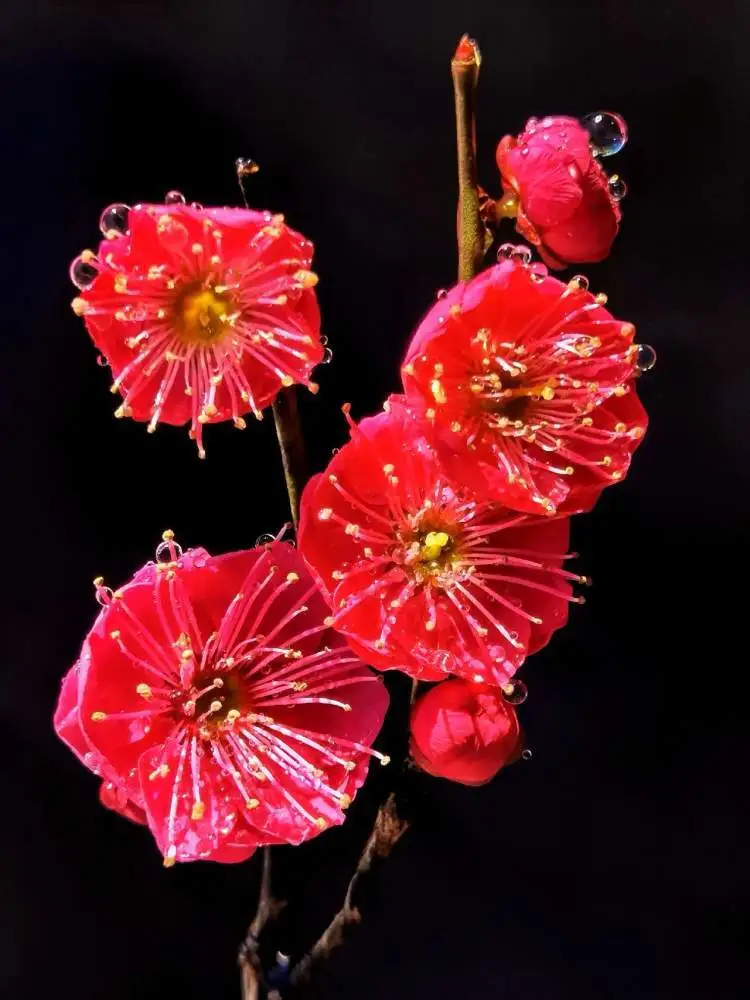 虔诚花的晚钟资源下载汉化_虔诚之花_虔诚花的晚钟1926