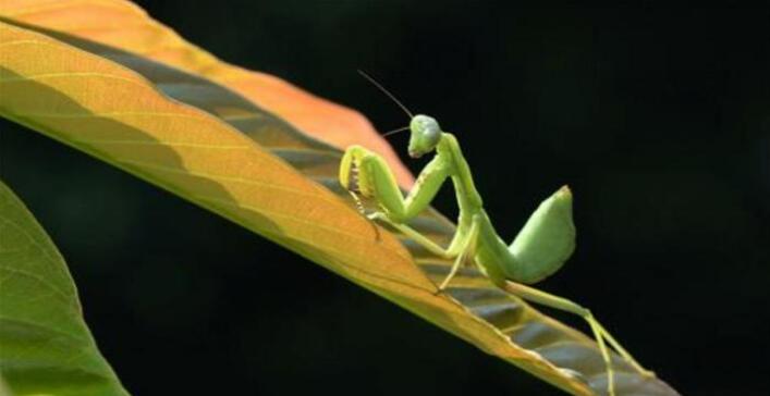 螳螂女_螳螂婚恋_螳螂女是星爵妹妹