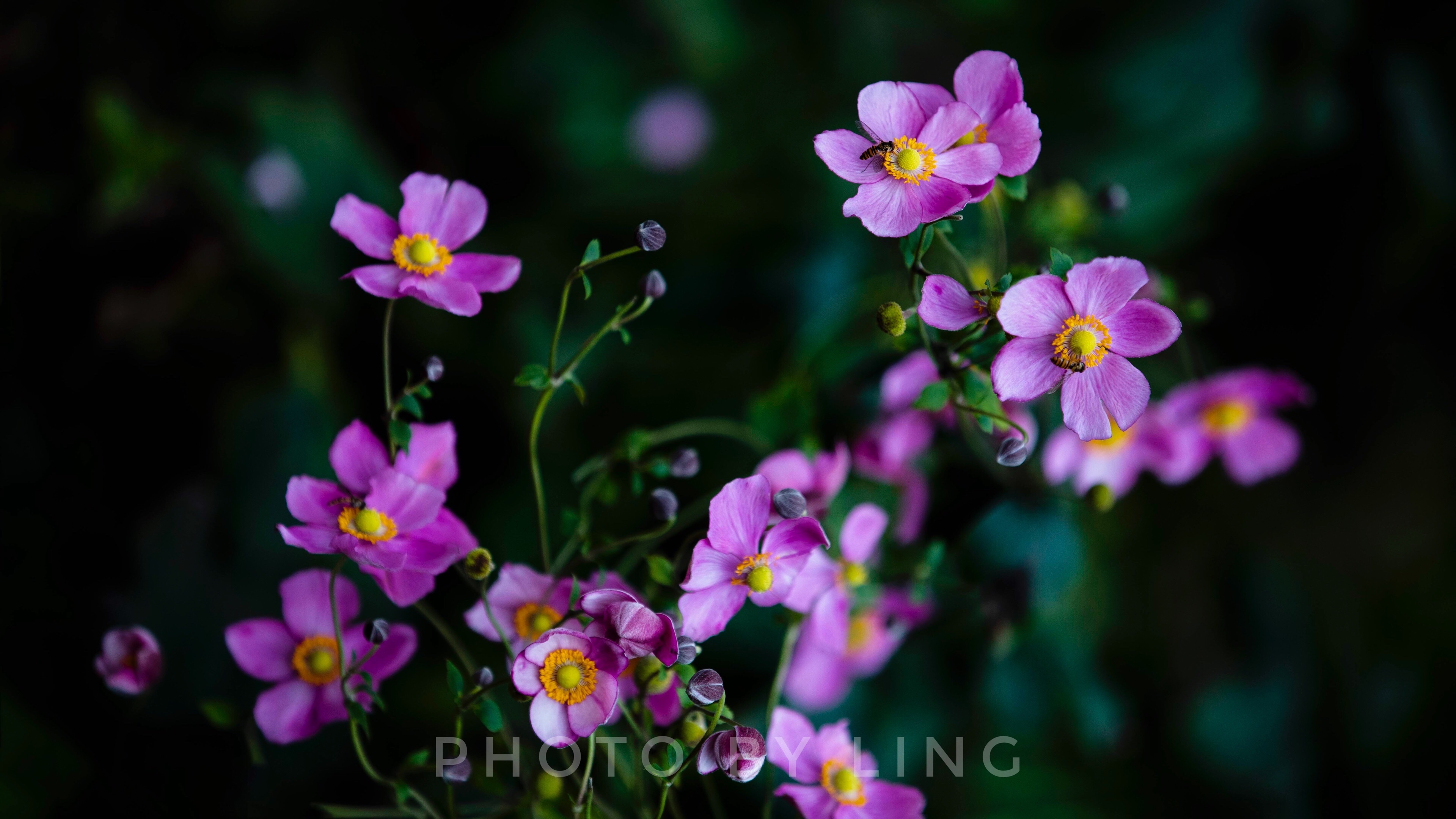 螳螂女_螳螂女是星爵妹妹_螳螂婚恋