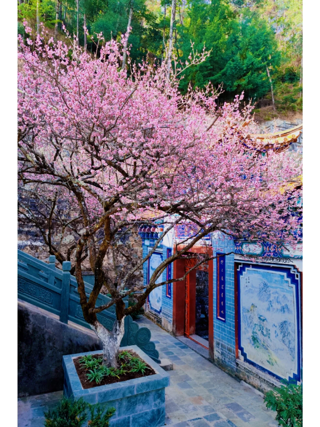 梨梨花生_梨梨花_梨梨花颂原唱
