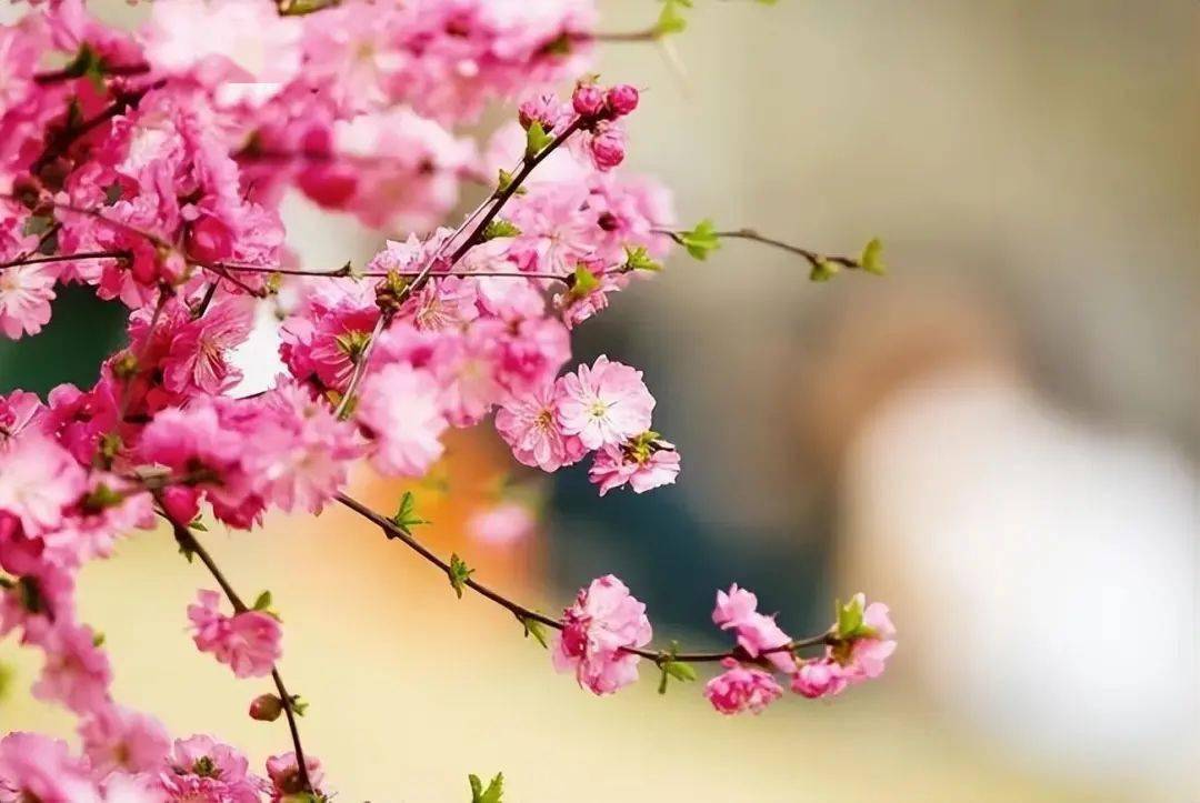 梨梨花_梨梨花生_梨梨花颂原唱
