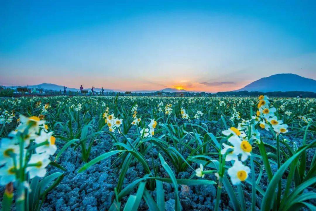 什么是水仙视频_水仙视频_水仙花视频素材
