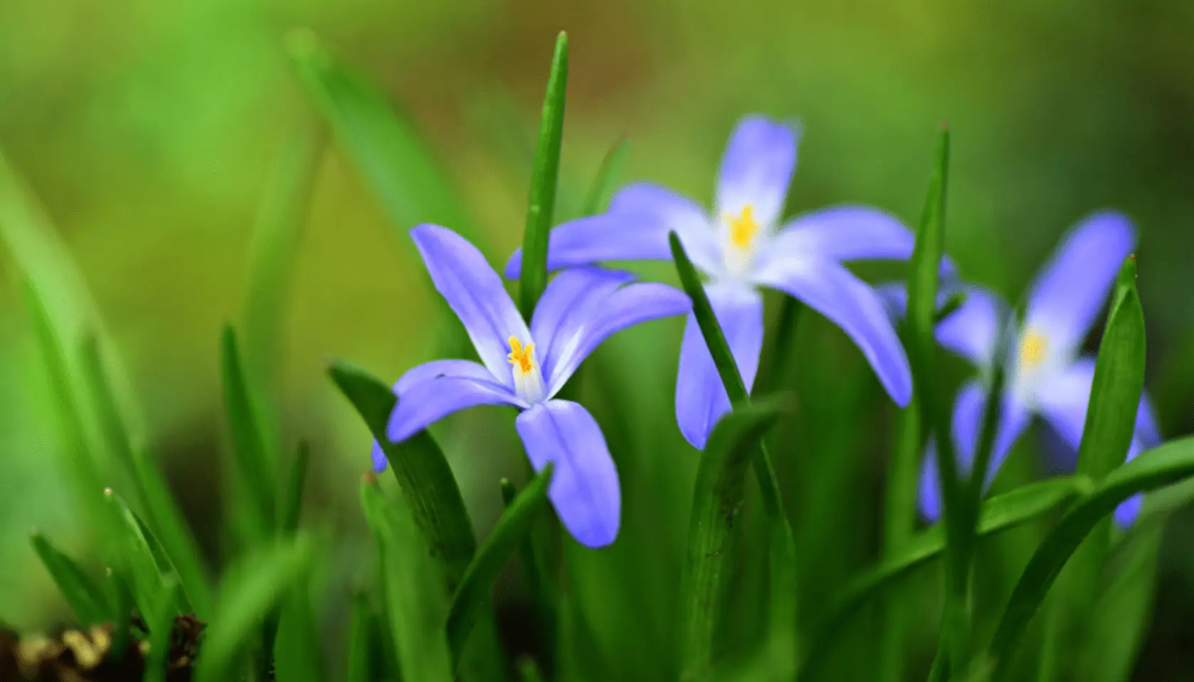 生肖是年还是时辰_生肖是年初一还是立春_2026年是什么生肖