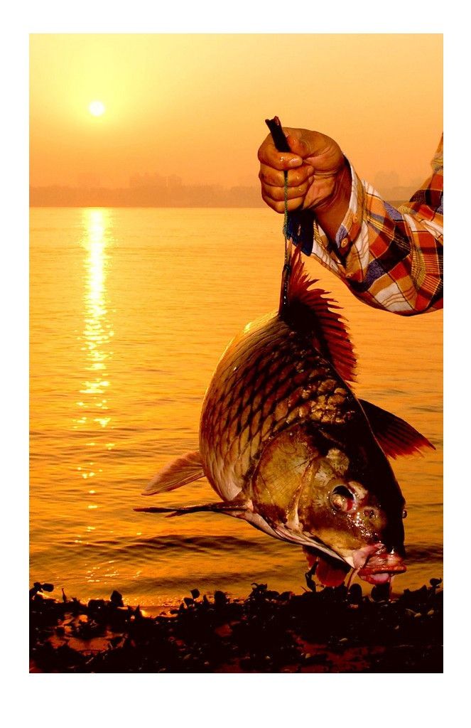 钓大鱼app_钓大鱼游戏手机_钓大鱼手机游戏软件