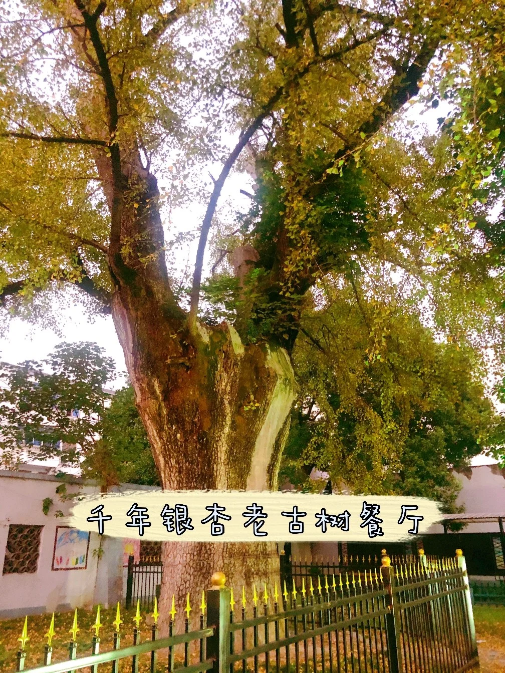 岛德地图_岛德大学_德岛